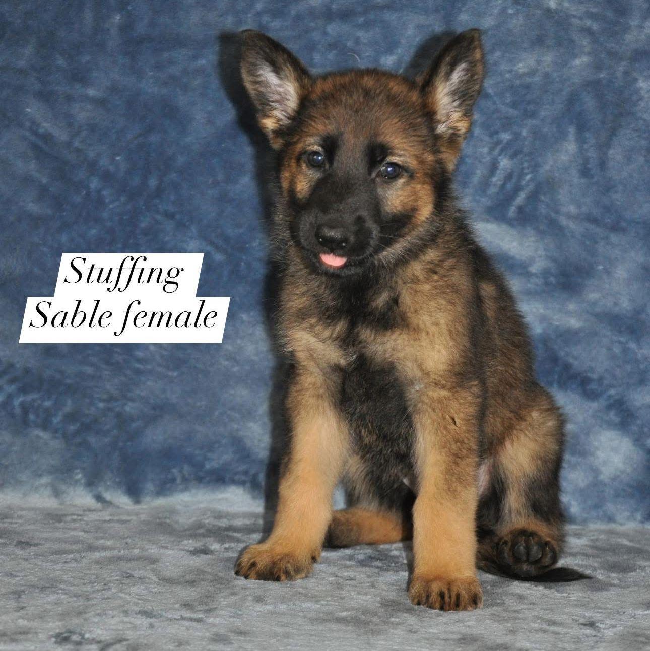 Please meet Nana Stuffing Brandes-Harold