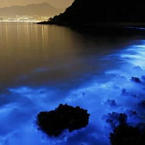 Los Arcos Sunset & Bioluminescence Cruise