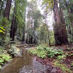 Muir Woods National Monument