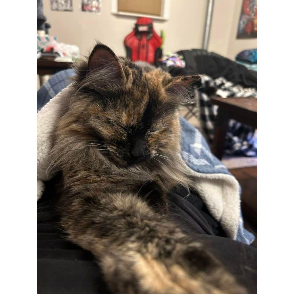 Our fluffy girl, Majora