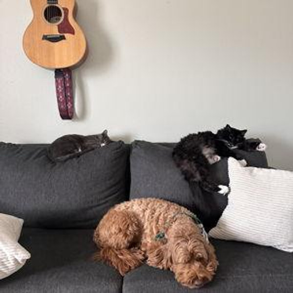 Year's Supply Of Pet Treats