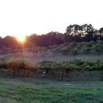 Treehouse Vineyards