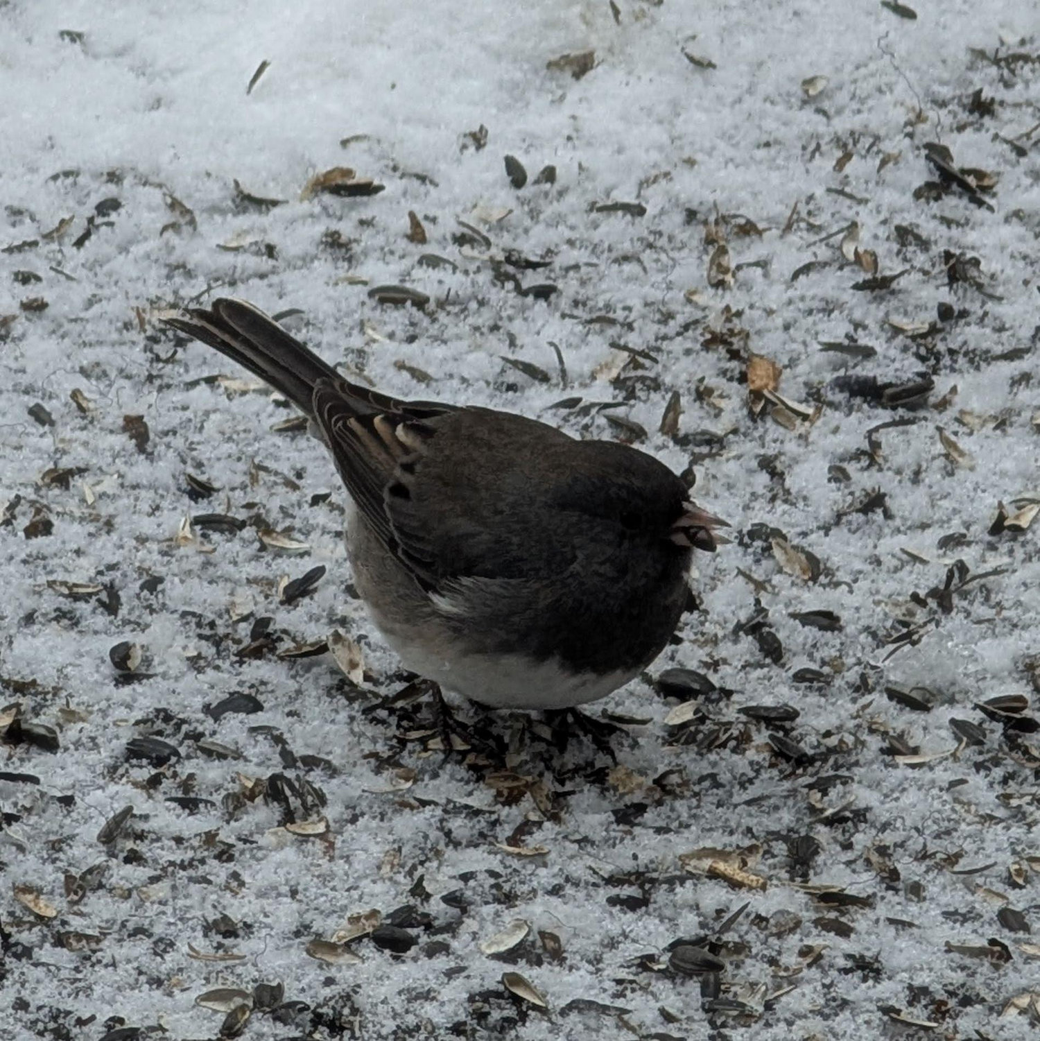 We love juncos <3