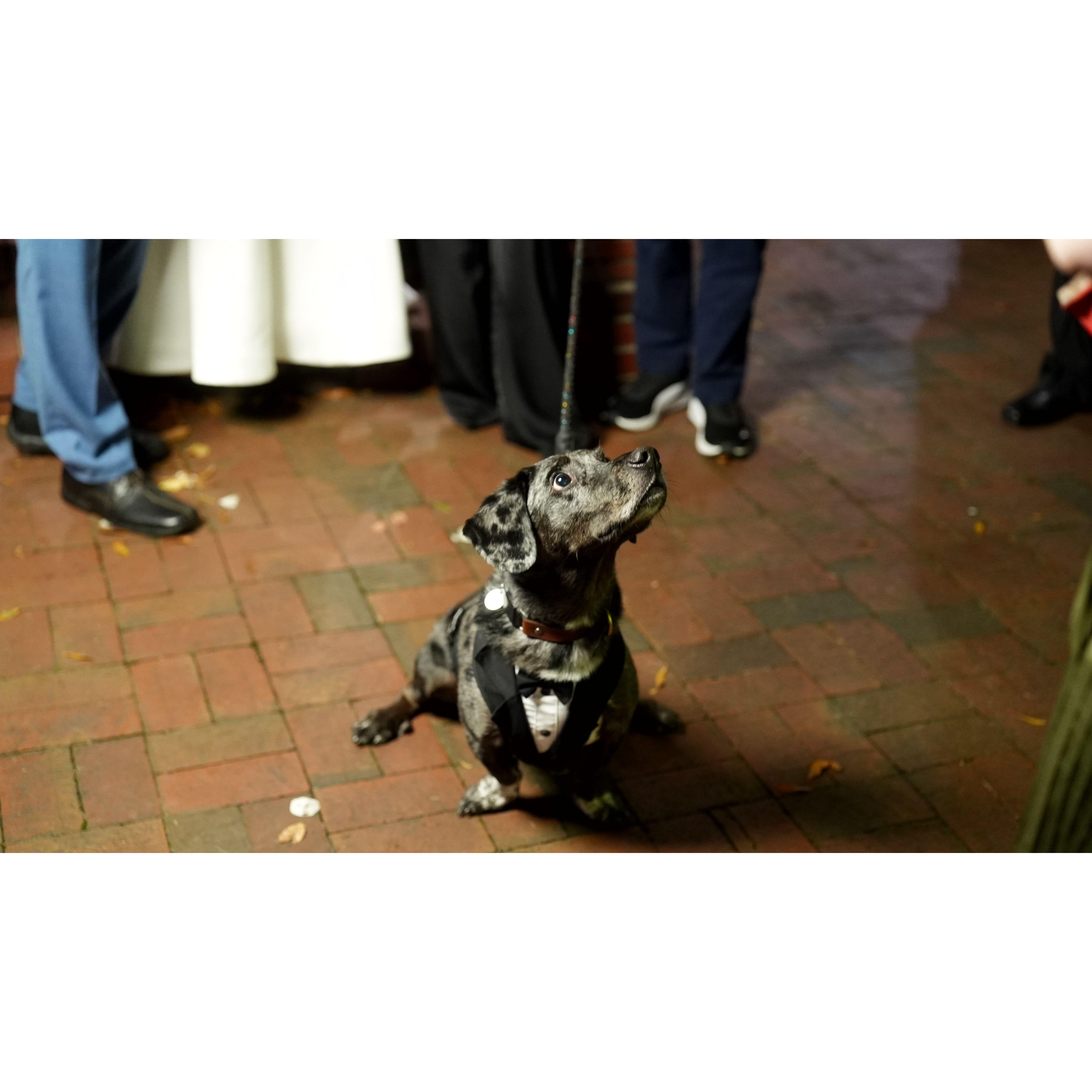 Chance as the ring bearer.