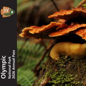 Honeymoon - Olympic National Park