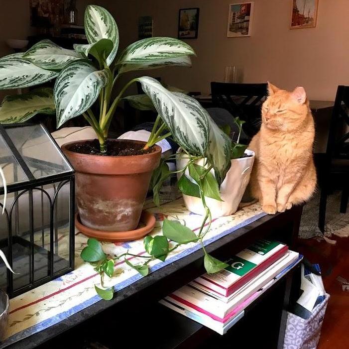Jeffrey, the cat.