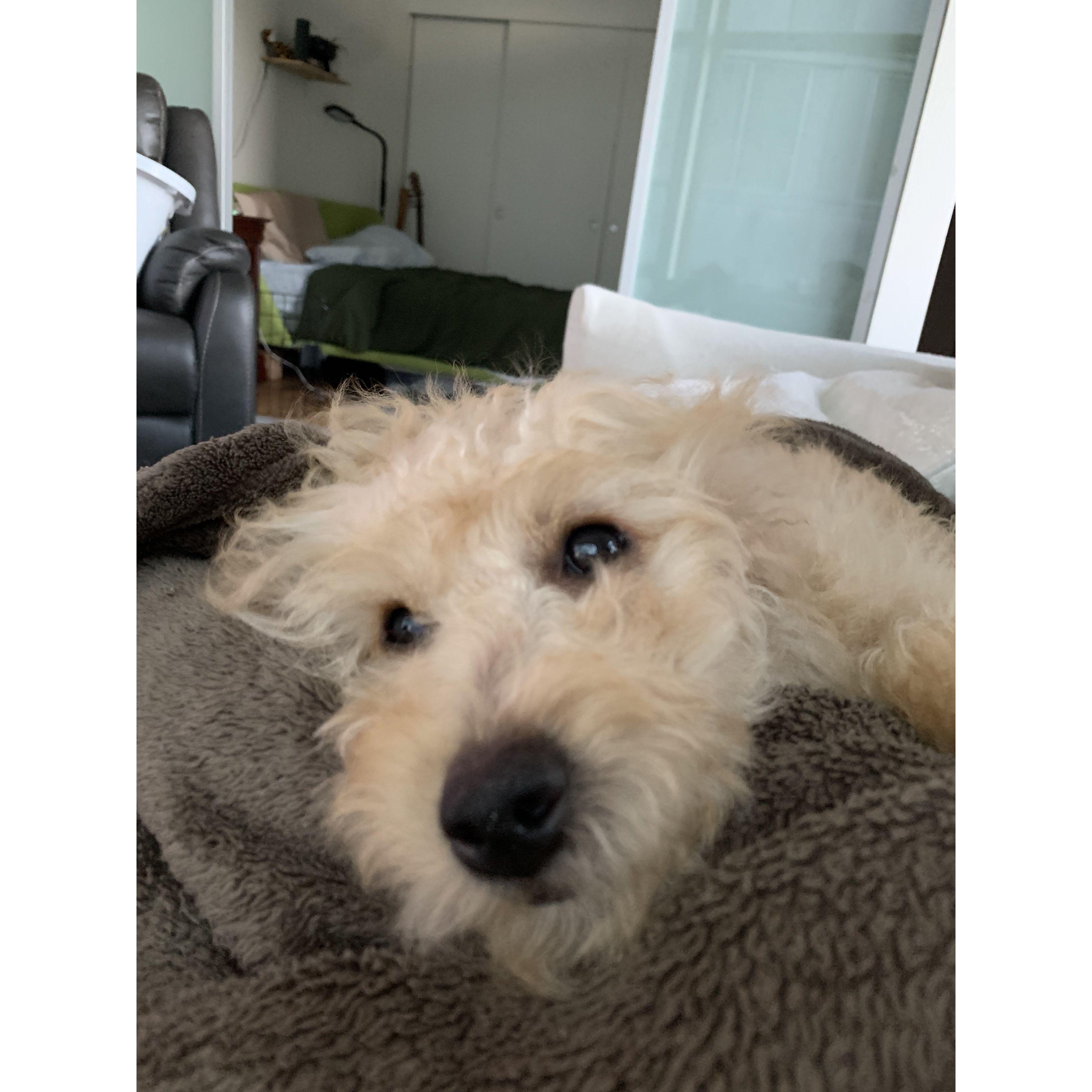 She is a hilarious blurr of fur, and we cannot recall life ever without her. We simply adore her, and she truly solidifies us as a family unit.
