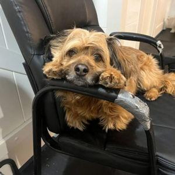 Year's Supply Of Pet Treats
