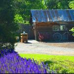 Whimsical Botanical Gardens