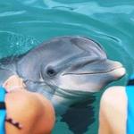 Dolphin Encounter at Dolphin Cove Negril from Montego Bay, Sightseeing & Tours