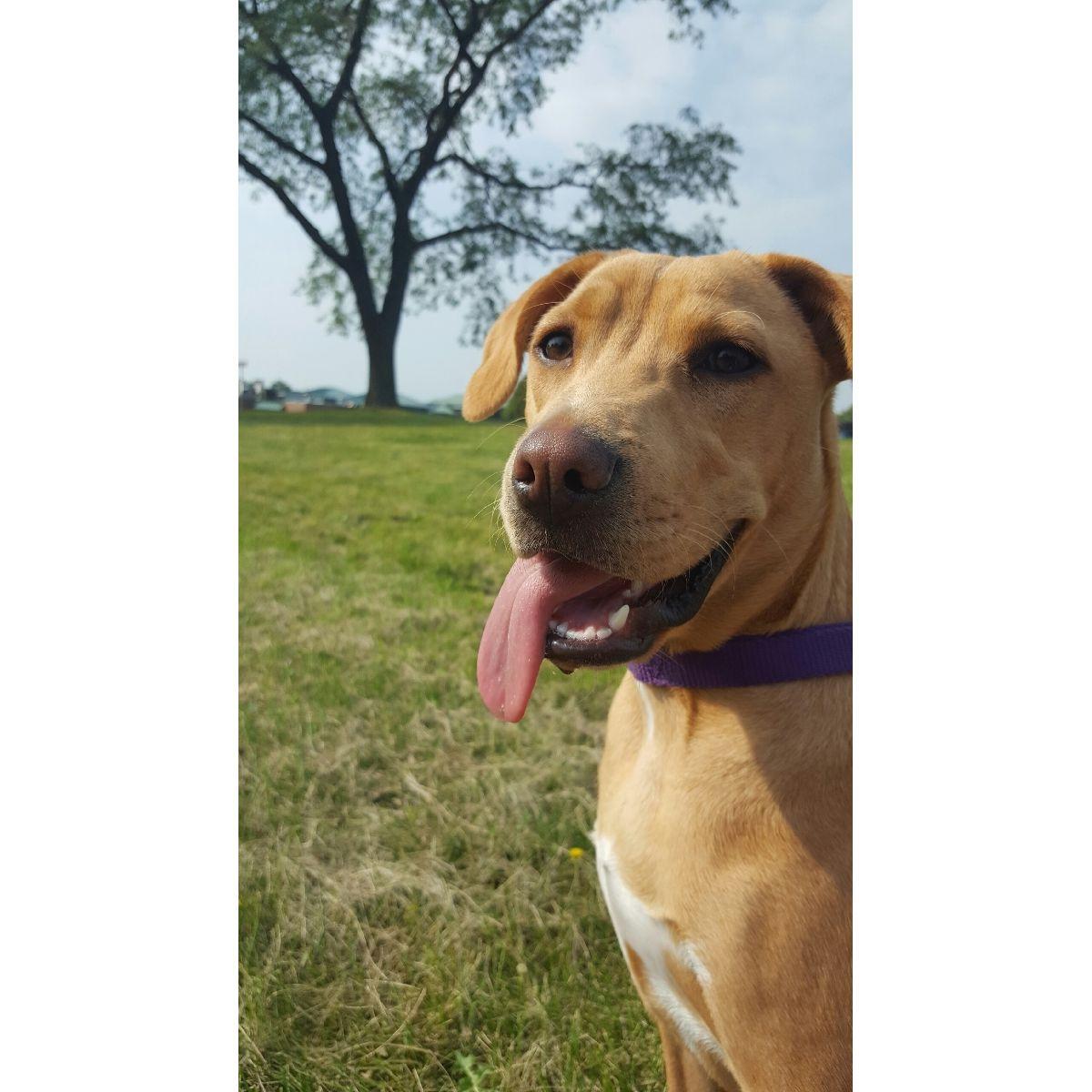 Our eldest Fur Baby, Ginger! She's such a great dog and the best cuddler