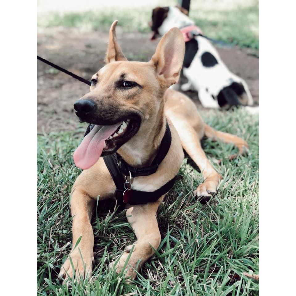 This is our biggest baby, Franklin. Lovingly, we also refer to him as "Fat Boy". We adopted him together as part of a packaged deal (See next picture.)