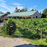 Cape May Winery & Vineyard