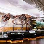 Field Museum
