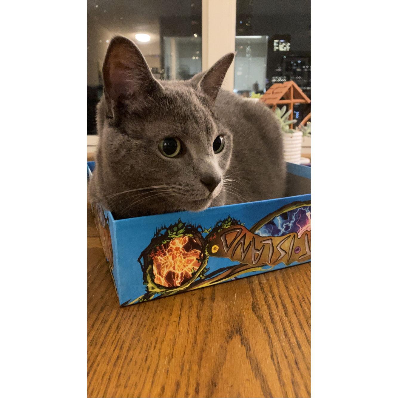 Zella moved with us downtown in 2023 and helps us host our weekly board game nights