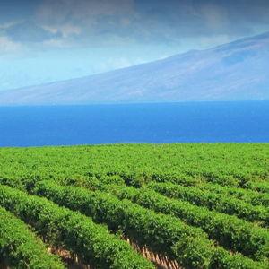 Agriculture tours (coffee, pineapple) in Hawaii