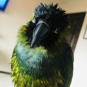 Our Bird Supply Fund