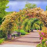 Owen Rose Garden