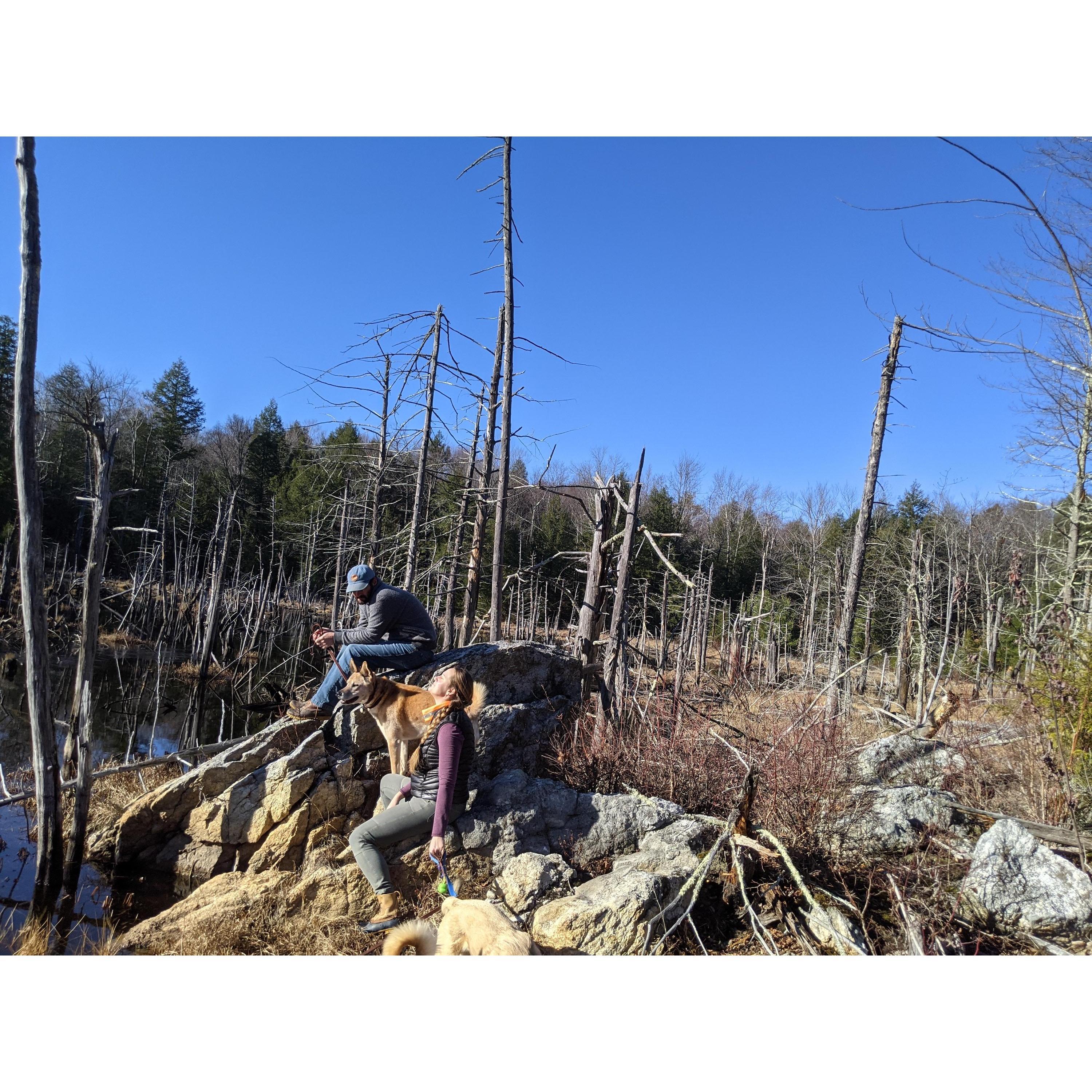Family hike to the beaver dam in Canterbury!