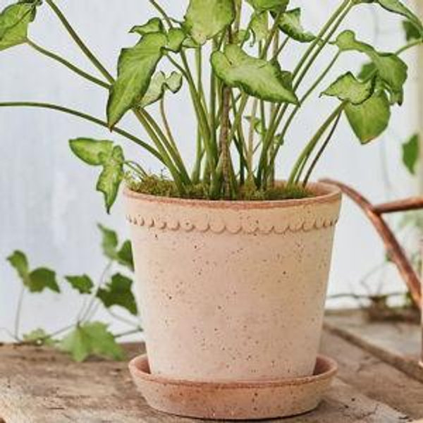 Bergs Helena Terracotta Pot + Saucer Set