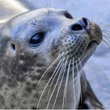 Mystic Aquarium