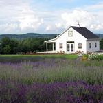 Lockwood Lavendar Farm