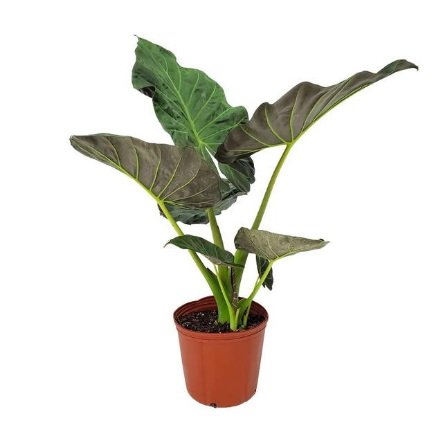 Alocasia Regal Shields - Live Tropical Foliage Elephant Ear Plant - Overall Height 34" to 40" - 3 Gallon - Tropical Plants of Florida (Plant Only)
