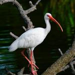 Audubon Park