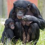 Twycross Zoo