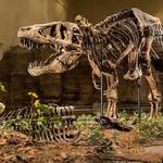 Carnegie Museum of Natural History