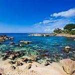 Shark’s Cove Snorkling
