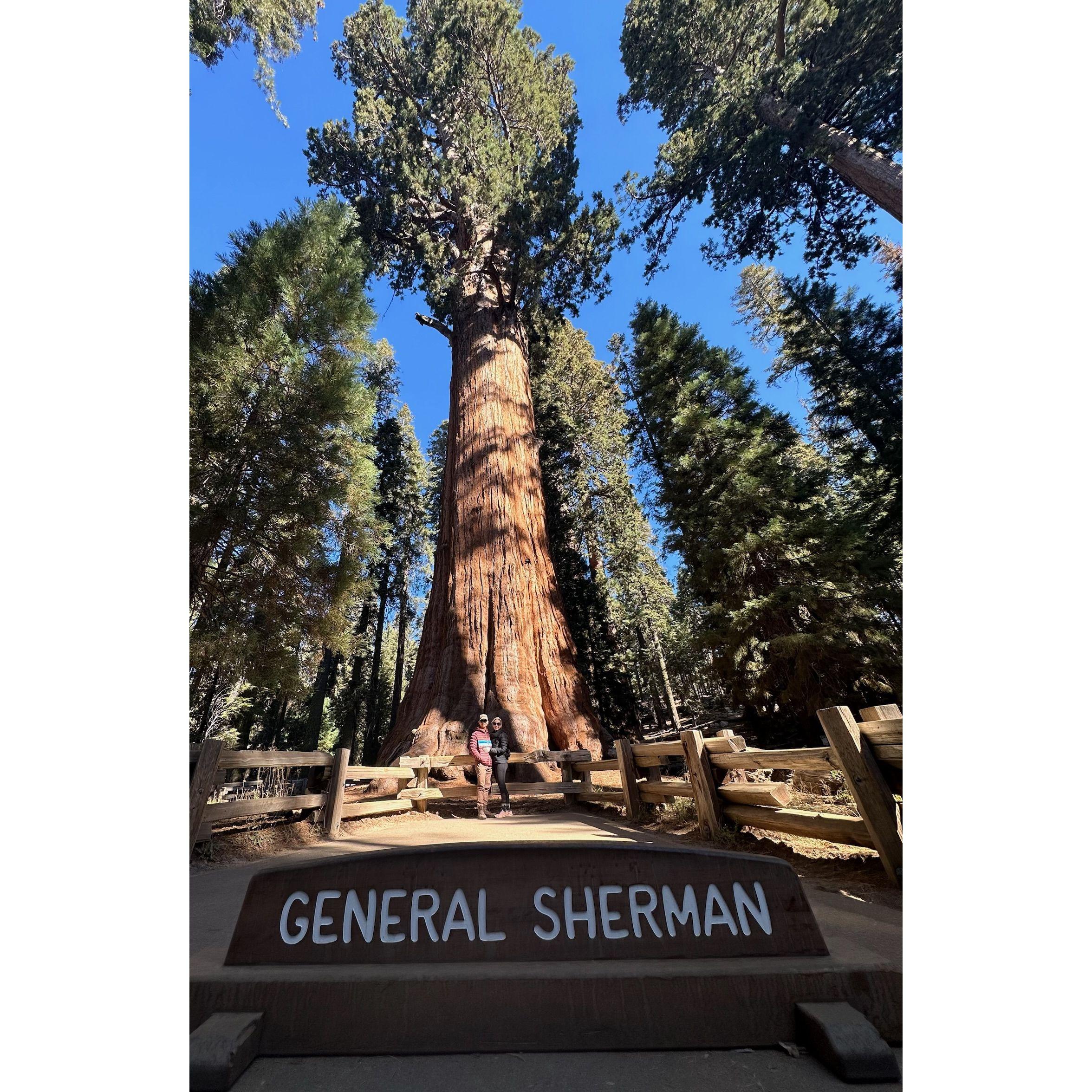Big trees!