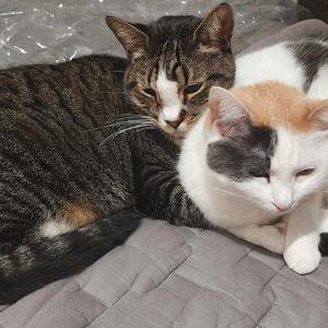 Kitty Care For Our Honeymoon - Venmo Option