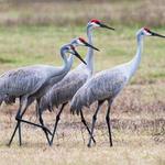 Sandhill Crane Migration