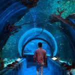 SEA LIFE at Mall of America