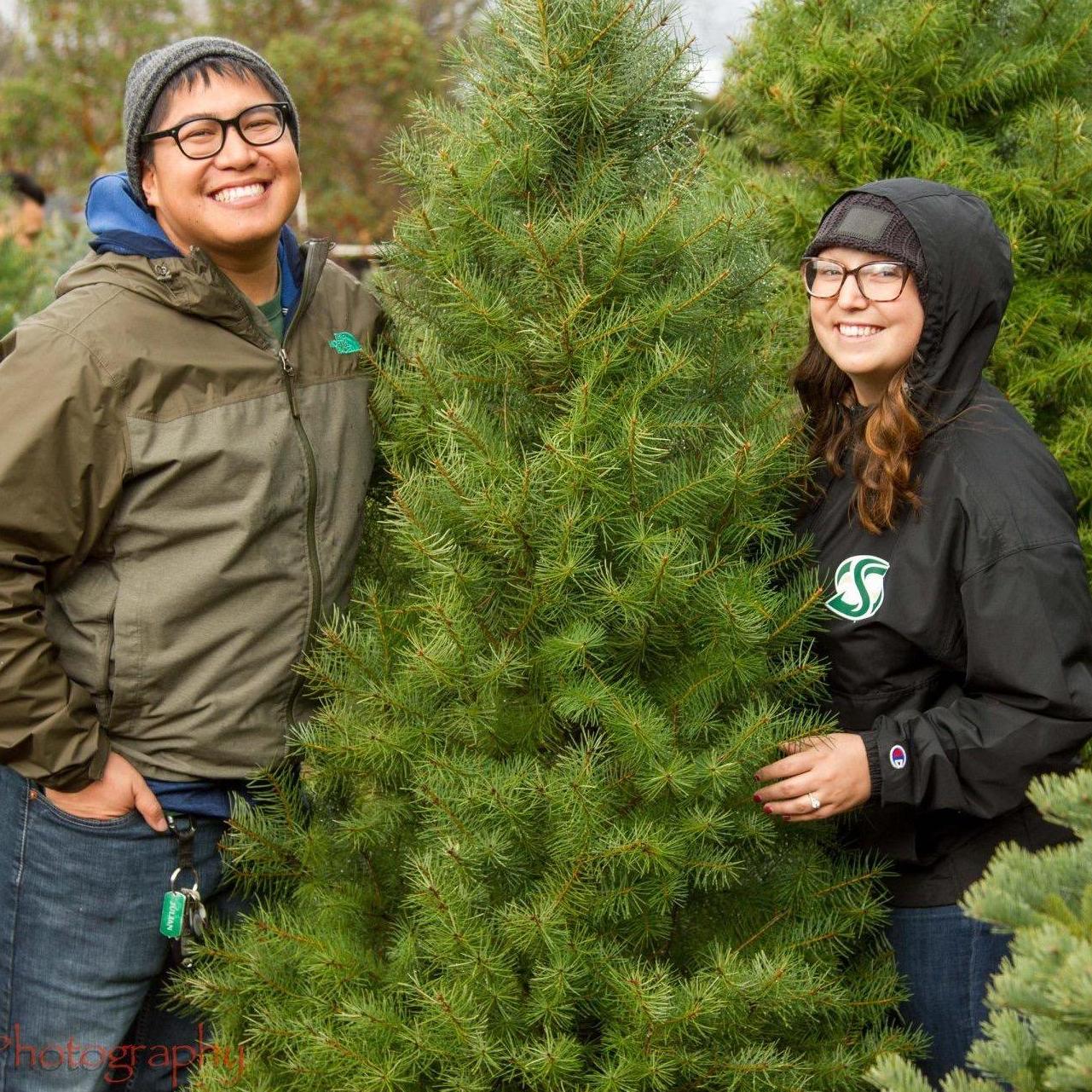 Chrismas Tree Hunting December 2019