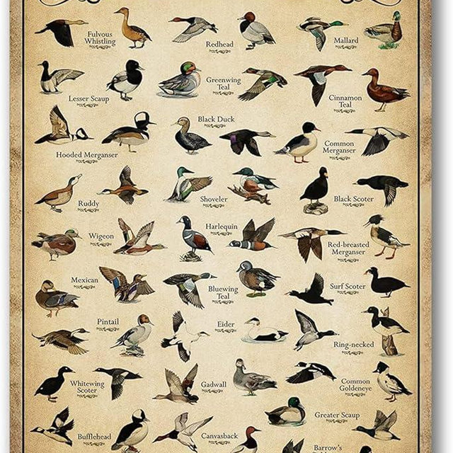 Type Of Duck Tin Sign Duck Hunting Decor Mallard Ducks Knowledge Metal Signs Vintage Duck Hunting Decorations For Home Kitchen Bathroom Duck Wall Art Decor Poster 8 x 12 Inch