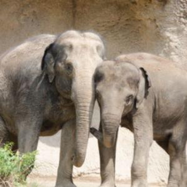 Saint Louis Zoo Donation