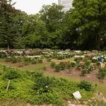 Matthaei Botanical Gardens