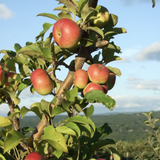 Alyson's Orchard