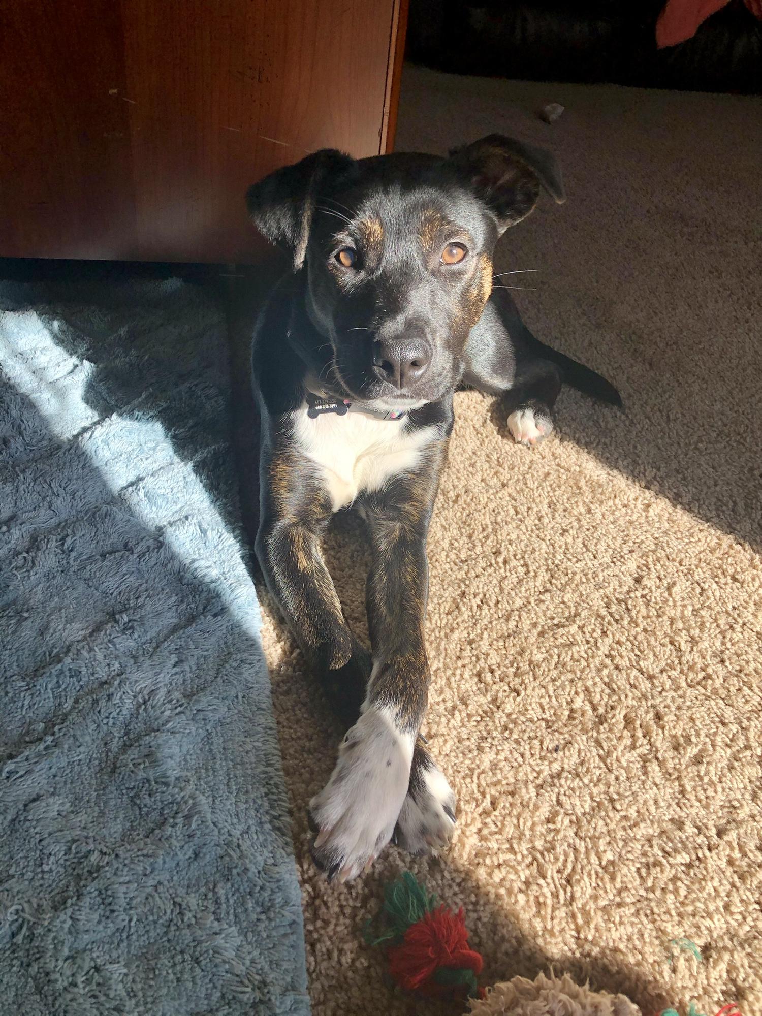 Our fur baby - Poppy