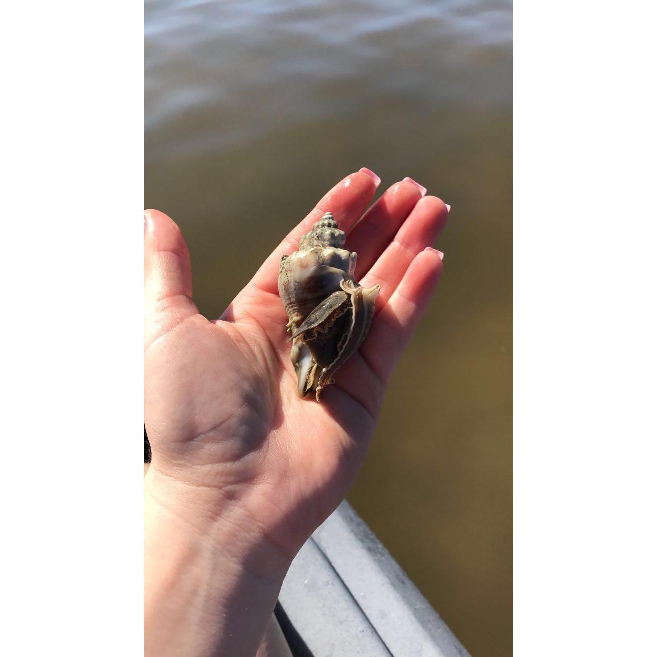 Perfect seashell