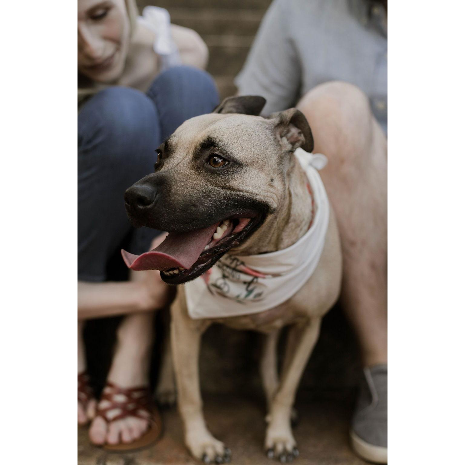 My humans are getting married!