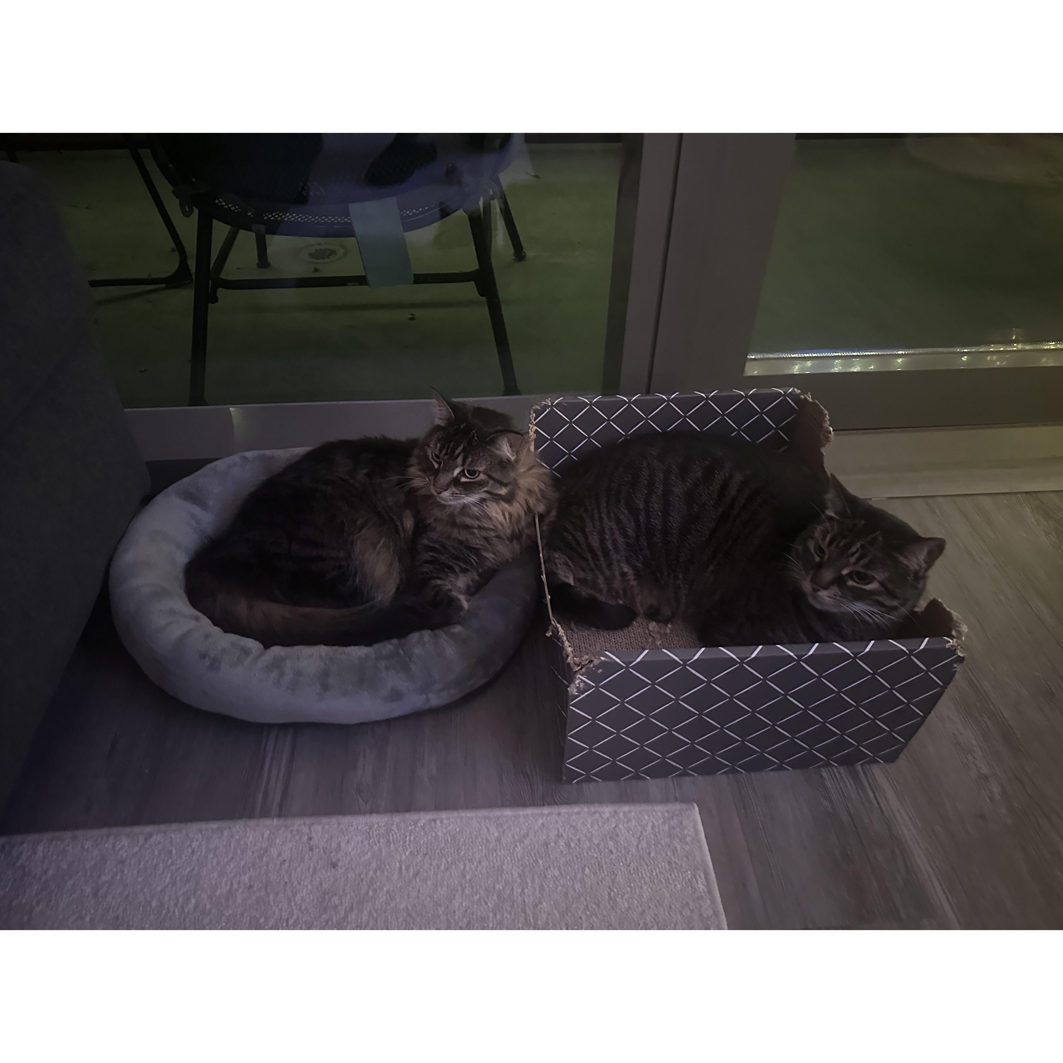 Gidget and Poppy wondering when they're getting fed next
