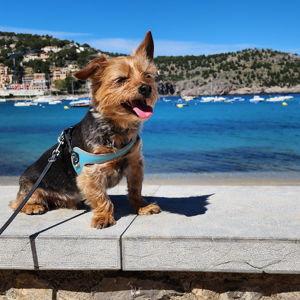 Mickey Spanish Visa Fund