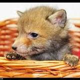 Wildlife centre