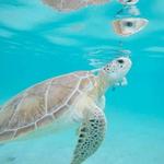 Snorkeling