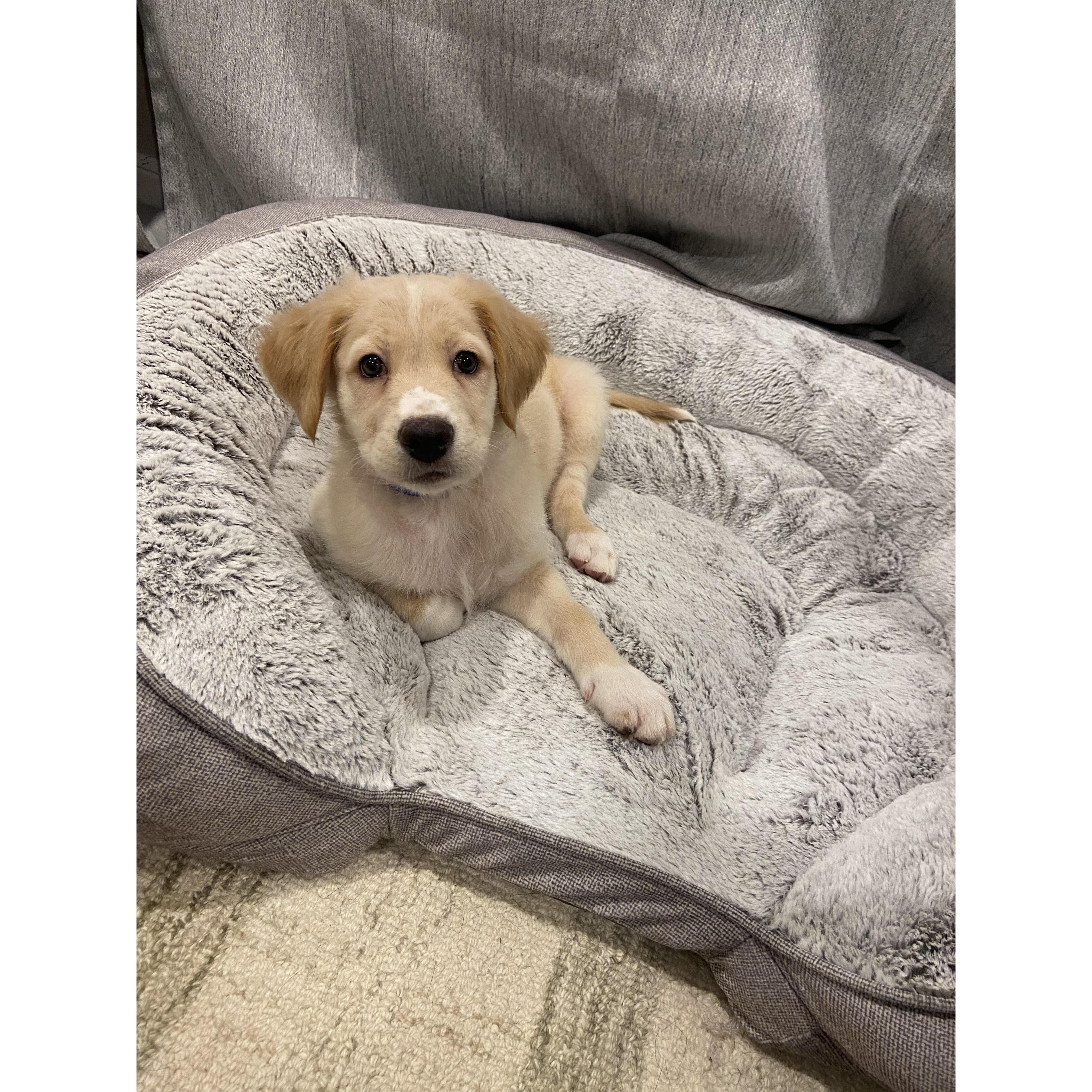 Our puppy Rudy