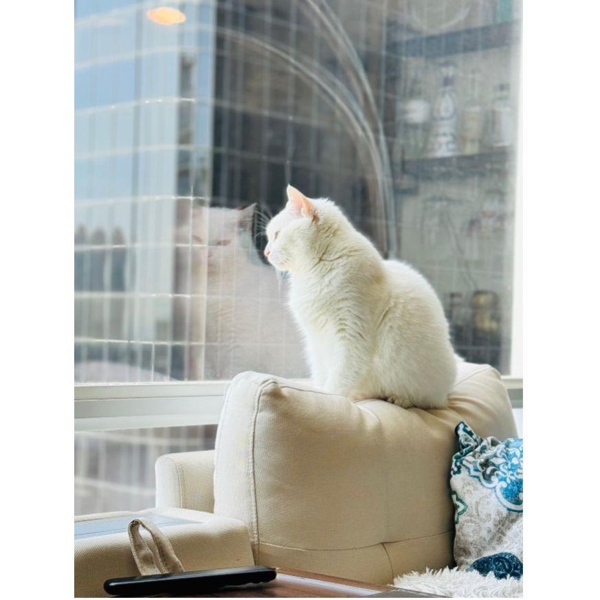 Ponchik is living his best life in SD—front-row seats to city views and unlimited opportunities to people watch from the comfort of his sunny windowsill.