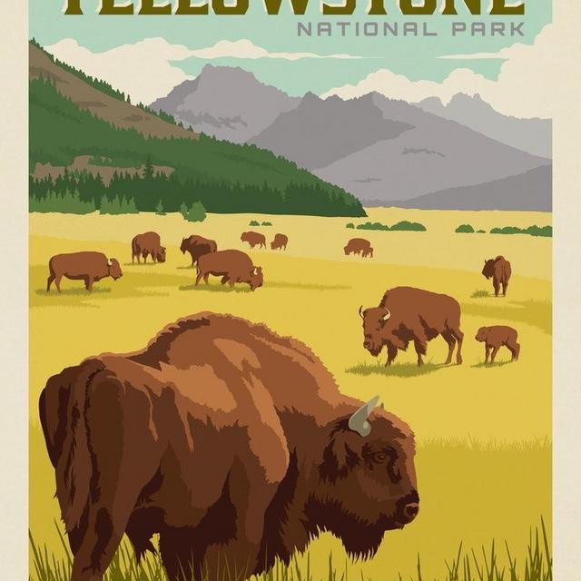 Yellowstone National Park: Bison Herd